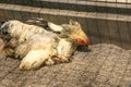 A brahma chicken lying on the ground