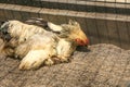 A brahma chicken lying on the ground Royalty Free Stock Photo