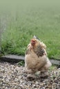 Brahma chicken stands proudly in the garden - depth of field Royalty Free Stock Photo