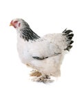 Brahma chicken in studio Royalty Free Stock Photo