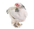 Brahma chicken in studio Royalty Free Stock Photo