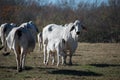 Brahma cow nursing her calf Royalty Free Stock Photo