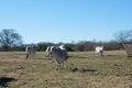 Brahma cow nursing her calf Royalty Free Stock Photo