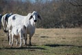 Brahma cow nursing her calf Royalty Free Stock Photo