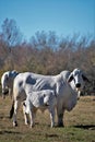 Brahma cow nursing her calf Royalty Free Stock Photo