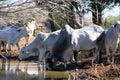 Brahma Cows Drinking