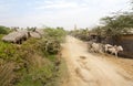 Cattle Cart on Dirt Road