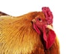 Brahma Domestic Chicken, Breed from India, Cock standing against White Background