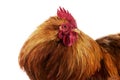 Brahma Domestic Chicken, an Indian Breed, Cockerel against White Background