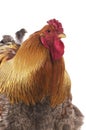 Brahma Domestic Chicken, an Indian Breed, Cockerel against White Background