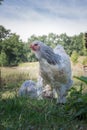 Brahma Hen roaming around Royalty Free Stock Photo