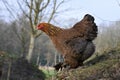 Brahma Hen roaming around Royalty Free Stock Photo