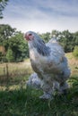 Brahma Hen roaming around Royalty Free Stock Photo