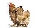 Brahma hen and rooster, standing against white background Royalty Free Stock Photo