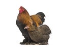 Brahma hen and rooster, standing against white background