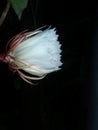 Brahma Kamal, Epiphyllum Oxypetalum flower of my garden India