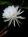 Brahma Kamal, Epiphyllum Oxypetalum flower - Plant