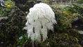 Brahma kamal flower in himalaya mountains