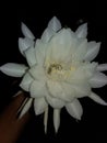 Brahma kamal of India also known as princess of night