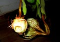 Brahma Kamal a rare flower Night blooming Cereus, Queen of the night, Lady of the night Royalty Free Stock Photo