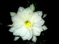 Brahma Kamal a rare flower Night blooming Cereus, Queen of the night, Lady of the night Royalty Free Stock Photo