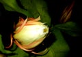 Brahma Kamal a rare flower Saussurea obvallata Night blooming Cereus, Queen of the night, Lady of the night Royalty Free Stock Photo