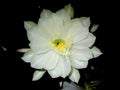 Brahma Kamal a rare flower Night blooming Cereus, Queen of the night, Lady of the night Royalty Free Stock Photo