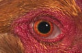 Brahma Perdrix Chicken, an Breed from India, Close-up of Eye Royalty Free Stock Photo