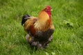 Brahma Perdrix Chicken, an Breed from India, Cockerel standing on Grass Royalty Free Stock Photo