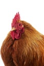 Brahma Perdrix Chicken, an Breed from India, Portrait of Cockerel against White Background Royalty Free Stock Photo