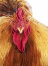 Brahma Perdrix Chicken, an Breed from India, Portrait of Cockerel Royalty Free Stock Photo
