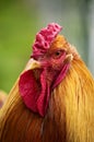 COQ BRAHMA Royalty Free Stock Photo