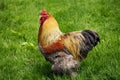 Brahma Perdrix Domestic Chicken, Breed from India, Cock Royalty Free Stock Photo