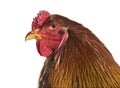 Brahma rooster, close up against white background Royalty Free Stock Photo