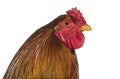 Brahma Rooster, close up against white background Royalty Free Stock Photo