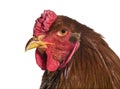 Brahma rooster, close up against white background