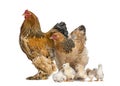 Brahma Rooster and hen, chicken, standing with chicks, isolated on white Royalty Free Stock Photo