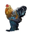 Brahma rooster