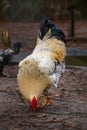 Brahma rooster looking for food on the ground