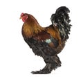 Brahma rooster, standing against white background