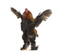 Brahma Rooster, standing against white background