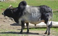 Brahman is an American breed of zebuine beef cattle.