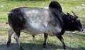 Brahman is an American breed of zebuine beef cattle.