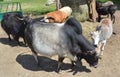Brahman is an American breed of zebuine beef cattle.