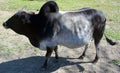 Brahman is an American breed of zebuine beef cattle