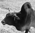 Brahman is an American breed of zebuine beef cattle