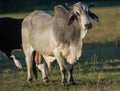 The Brahman Bos taurus indicus is an American breed of zebuine-taurine hybrid beef cattle