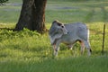 Brahman Bull Royalty Free Stock Photo