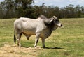 Brahman bull Royalty Free Stock Photo