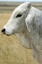 Brahman Bull Royalty Free Stock Photo